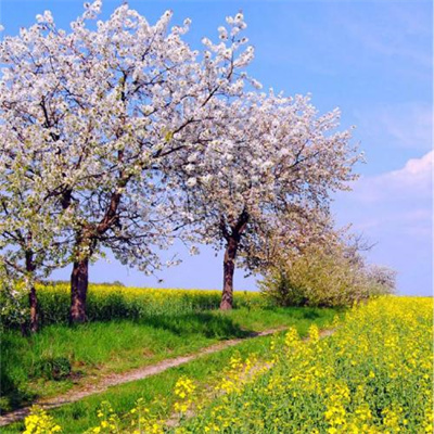 女人好运平安吉利头像(18张)