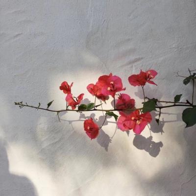 一生平安健康好运微信头像(21张)