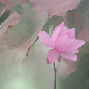 好看高清静心修心的微信头像(精选21张)