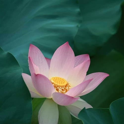 好看高清静心修心的微信头像(精选21张)