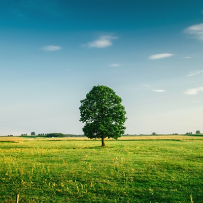 高清有意境孤独的树图片唯美头像(24张)