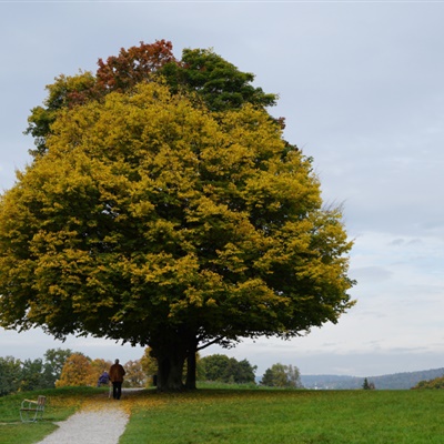 高清有意境孤独的树图片唯美头像(24张)