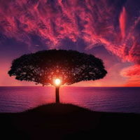 高清有意境孤独的树图片唯美头像(24张)