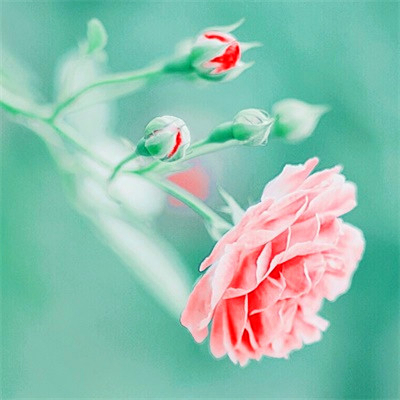 吉利吉祥女人幸运又聚财的微信头像图片(24张)