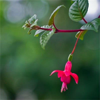 吉利吉祥女人幸运又聚财的微信头像图片(24张)