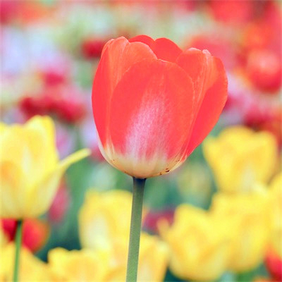 吉利吉祥女人幸运又聚财的微信头像图片(24张)