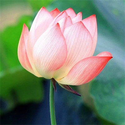 吉利吉祥女人幸运又聚财的微信头像图片(24张)