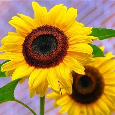 吉利吉祥女人幸运又聚财的微信头像图片(24张)