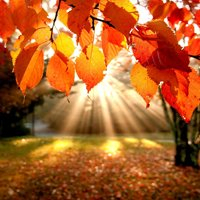 微信头像秋天风景图片(24张)