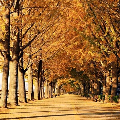 微信头像秋天风景图片(24张)