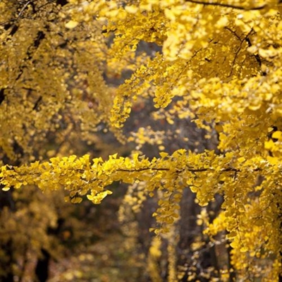 微信头像秋天风景图片(24张)