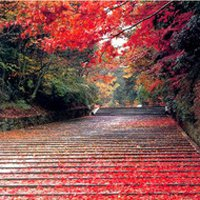 微信头像秋天风景图片(24张)