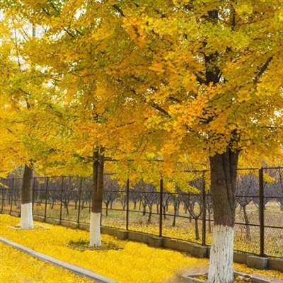 微信头像秋天风景图片(24张)