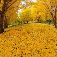 微信头像秋天风景图片(24张)