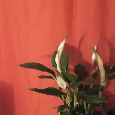 创意的唯美风景头像(24张)