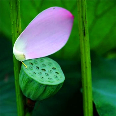 修行人静心修心莲花淡雅禅意图片头像(精选24张)