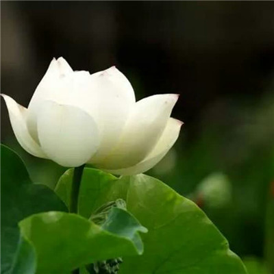 修行人静心修心莲花淡雅禅意图片头像(精选24张)