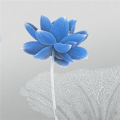 修行人静心修心莲花淡雅禅意图片头像(精选24张)