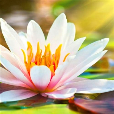 修行人静心修心莲花淡雅禅意图片头像(精选24张)