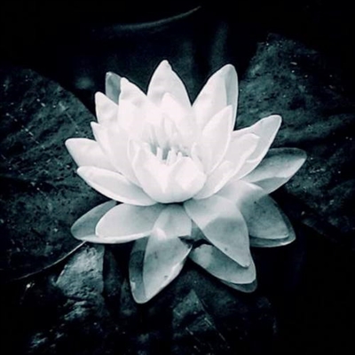 修行人静心修心莲花淡雅禅意图片头像(精选24张)