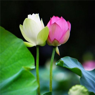 修行人静心修心莲花淡雅禅意图片头像(精选24张)