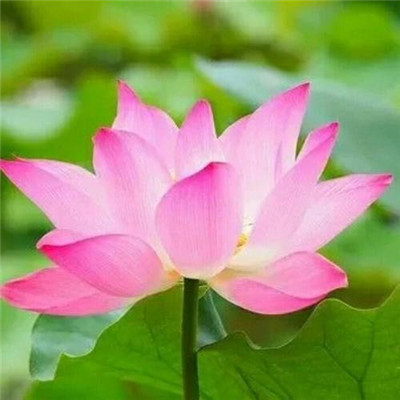 修行人静心修心莲花淡雅禅意图片头像(精选24张)