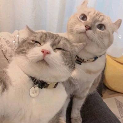 动画情头一对两张图片(22张)