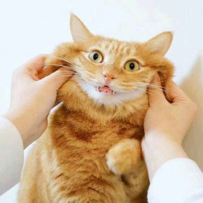 高清很逗情侣头像两人两张28张)