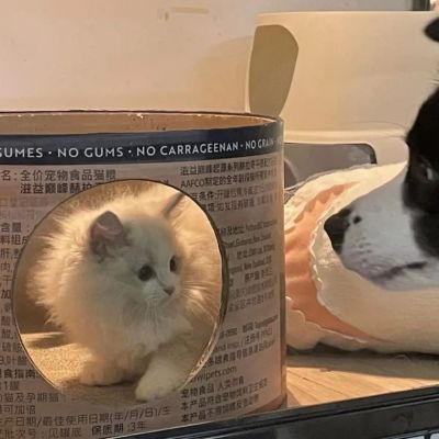 对象是动物系列情头图片(精选20张)