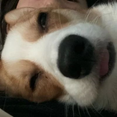 对象是动物系列情头图片(精选20张)