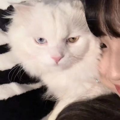 对象是动物系列情头图片(精选20张)