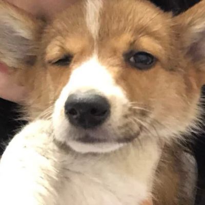 对象是动物系列情头图片(精选20张)