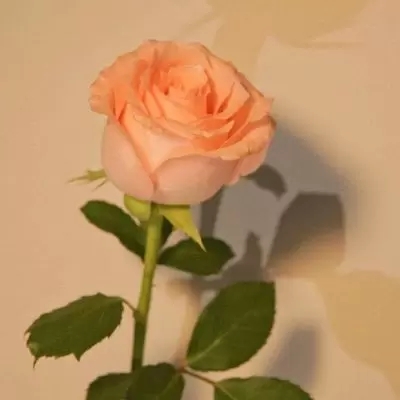 最好看鲜花的微信头像图片(21张)