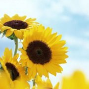 唯美意境图片清新淡雅头像(15张)