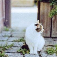 唯美意境图片清新淡雅头像(15张)