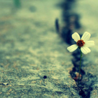 唯美意境图片清新淡雅头像(15张)