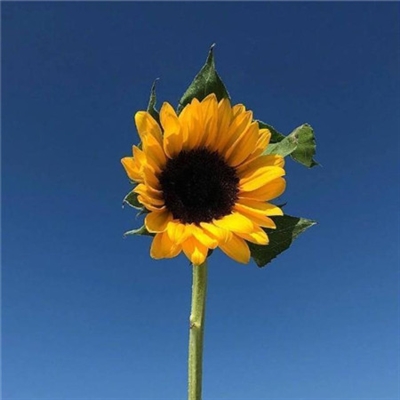 能让人心情阳光的头像(14张)