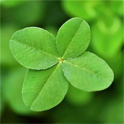 2023年提升运气的微信头像(24张)