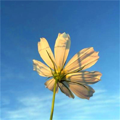 2023年提升运气的微信头像(24张)