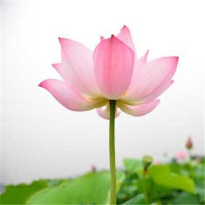 提升运气的微信头像图片不分男女(精选22张)