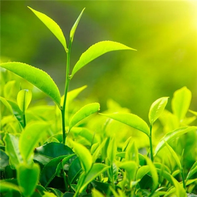 充满阳光的图片头像(24张)