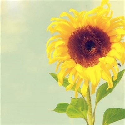 充满阳光的图片头像(24张)