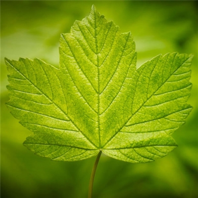 充满阳光的图片头像(24张)