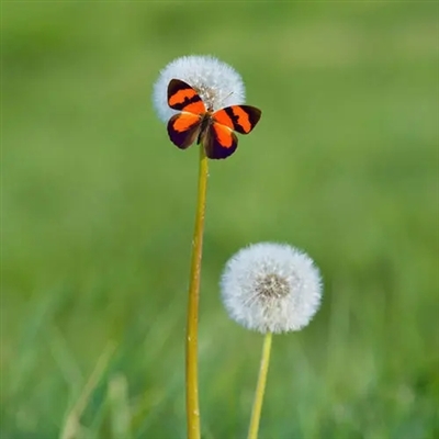 中年女人高雅微信头像高清(精选18张)