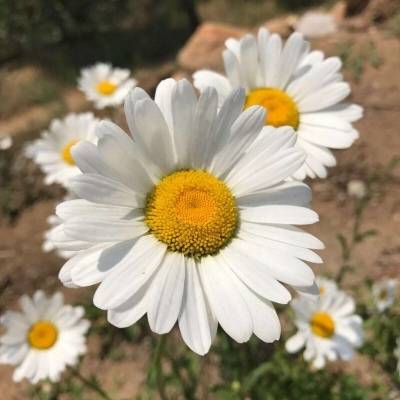 中年女人高雅微信头像风景(精选18张)