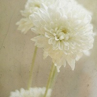 清新淡雅气质头像(24张)