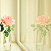 清新淡雅气质头像(24张)