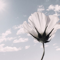 清新淡雅气质头像(24张)