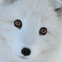 清新淡雅气质头像(24张)