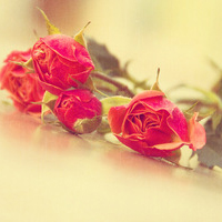 清新淡雅气质头像(24张)